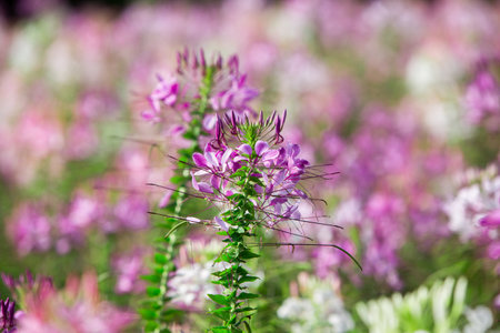 Close up Spiny spider flower in the morning, Close up flower in garden.の写真素材