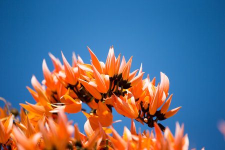 Butea monosperma is a species of Butea native to tropical and sub-tropical parts of the Indian Subcontinent and Southeast Asia, ranging across India, Bangladesh, Nepal, Sri Lanka, Myanmar, Thailand.の写真素材