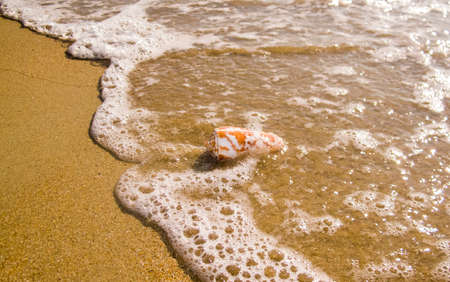 A small shell is drowned by a wave on the seashore under the morning sunshineの写真素材