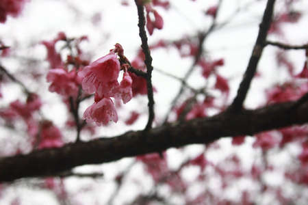 cherry blossomの写真素材