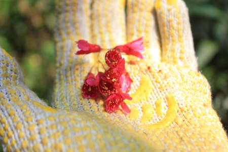 The flowerの写真素材