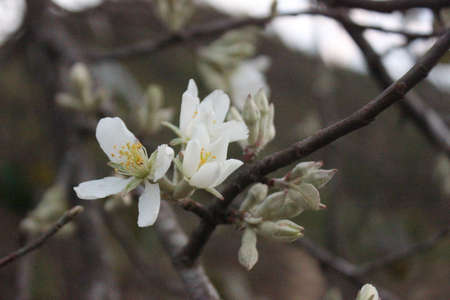 Apple flowersの写真素材