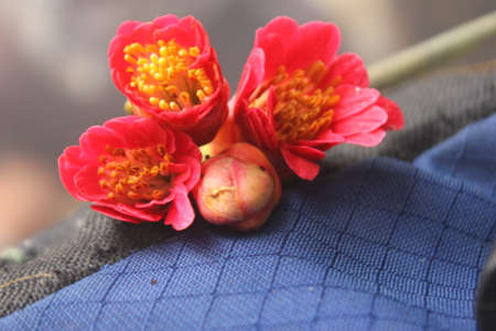 beautifulの写真素材