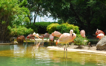 A herd of cranes in small shallow pondの写真素材
