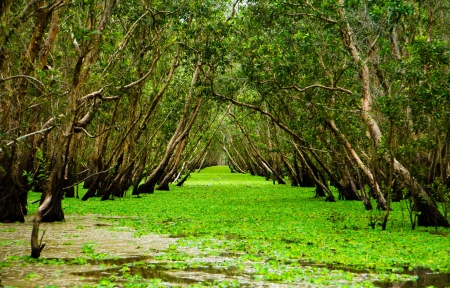 Landscape of Tram Su wetland forest, a bio-diverse ecosystem of the Cuu Long delta region in An Giang province, South Vietnam.の写真素材