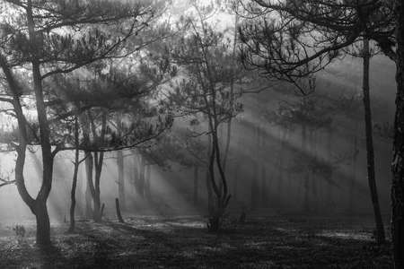 Beautiful landscape of Dalat city, Vietnam.の写真素材