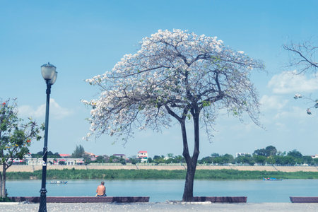 Cherry blossom tree on the river bank,Thailand.の写真素材