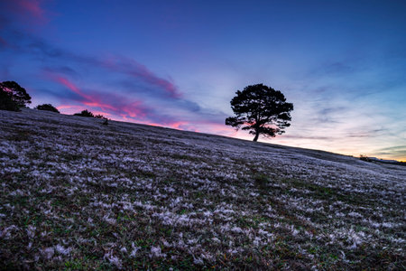 Pine tree in the meadow at sunset, Chiang Mai, Thailandの写真素材