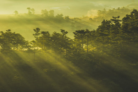 Morning mist in the pine forest at Dalat, Vietnam.の写真素材