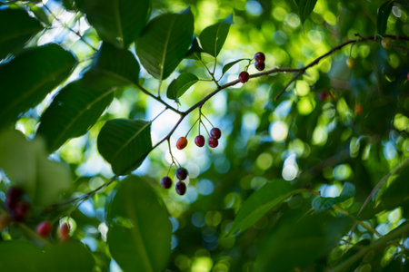 Branch of cherry tree with ripe berries on blurred green background.の写真素材