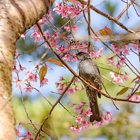 Bird on Cherry Blossom and sakura in Dalat, Vietnam.の写真素材