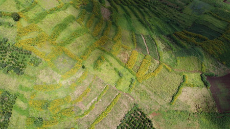 Aerial view of sunflower field in Chiang Rai, Thailandの写真素材