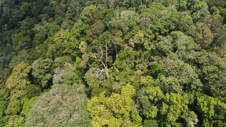 Aerial view of green tropical forest with trees and shrubs.