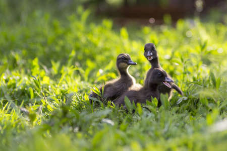 three ducklings in a grassの写真素材