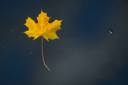 yellow maple leaf on the waterの写真素材