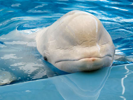 Beluga whale in the poolの写真素材