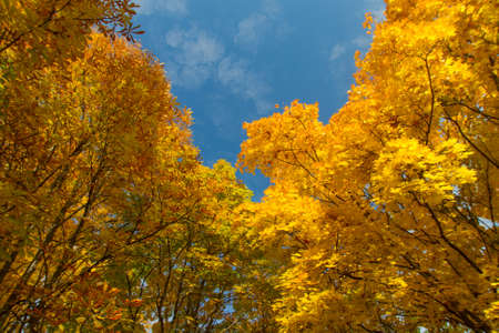 Autumn trees with yellow leavesの写真素材