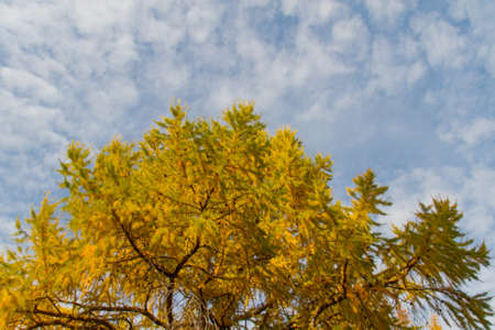 Autumn trees with yellow leaves