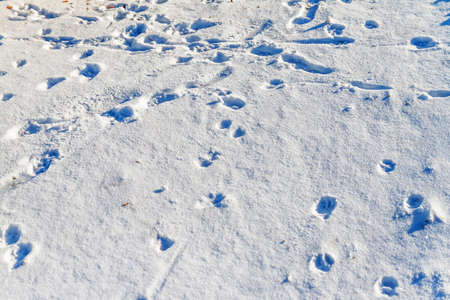 drifts of white snow and footprints of animals and humansの写真素材