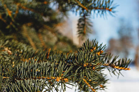 branches of a Christmas tree with snow natural spruce winter background with tracesの写真素材