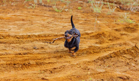 Dog brings a stick.の写真素材