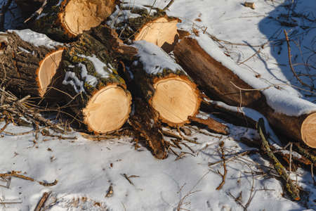 The cut piece of thick logs lying on the ground. Logging of old sick trees.の写真素材
