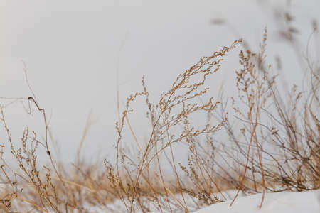 dry plants in the snow on a hill roadの写真素材