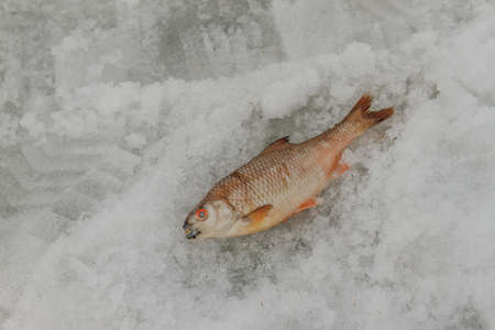Winter fishing. Just trapped fish lies on ice. Russiaの写真素材