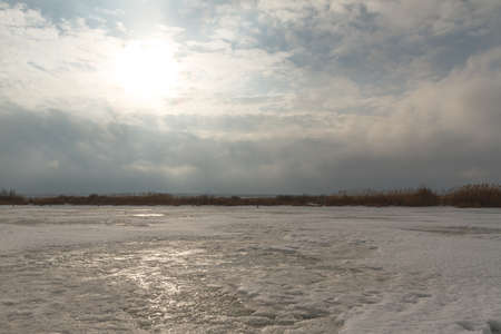 Reeds in a frozen lake.の写真素材