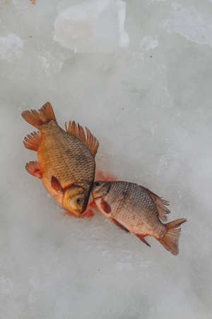 Winter fishing. Just trapped fish lies on ice. Russiaの写真素材