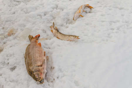 Winter fishing. Just trapped fish lies on ice. Russiaの写真素材