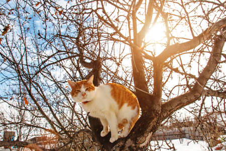 Spring cat is sitting high on the treeの写真素材