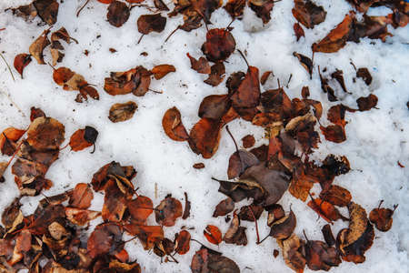the texture of the red leaves in the dirty snow in early spring.の写真素材