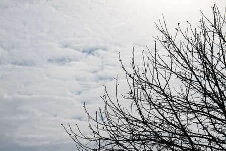 Bare Tree Branches on a white pale skyの写真素材