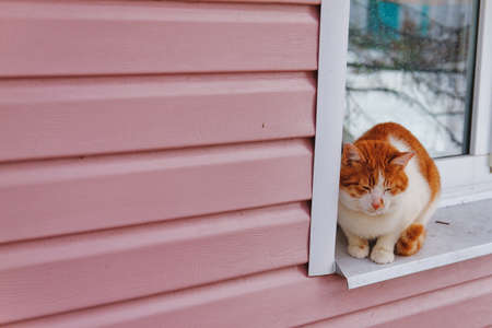 Beautiful red cat sitting on the windowsill.の写真素材