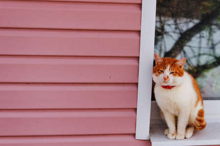Beautiful red cat sitting on the windowsill.の写真素材