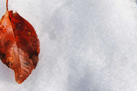 The old red fallen leaf on snowの写真素材