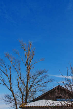 Wooden plank attic of village cottage roof among tree branches under the snow.