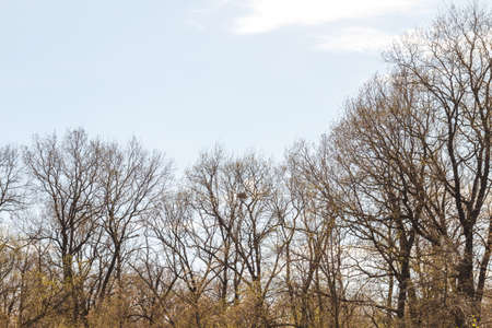 Trees in a forest. Looking Up.