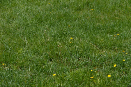 Spring green grass with small yellow flowers