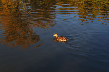 Female mallard, mottled wild duck, with brown speckled plumage swimming in crystal clear lake waterの写真素材