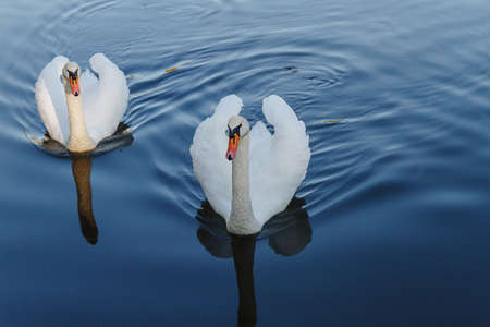 Two white swans swim on a blue lakeの写真素材
