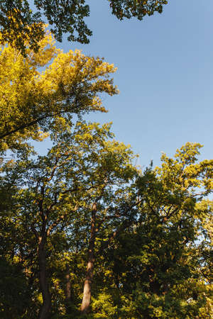 Autumn scenery with dry leaves and sunshineの写真素材