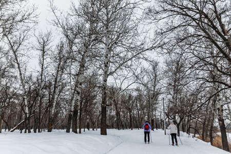 Winter landscape with cross-country skiing tracks, winter forestの写真素材