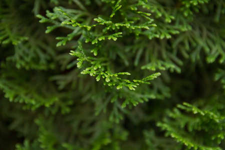 Incense cedar tree Calocedrus decurrens branch close up. texture