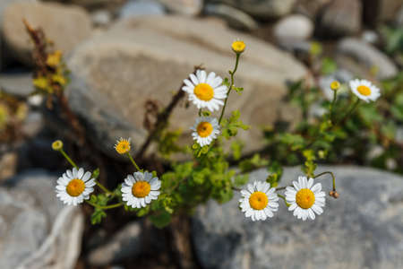 beautiful white flowers growing on the rocks. natural floral backgroundの写真素材