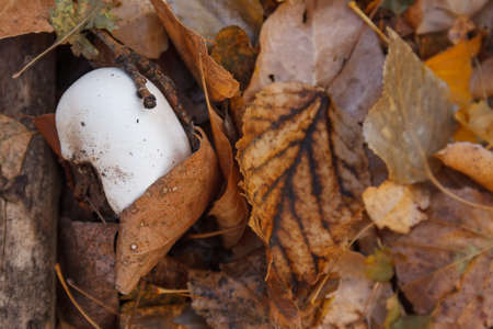 White pileus of champignon among fallen leaves in autumn forest, mushroom-pickers knife near.の写真素材