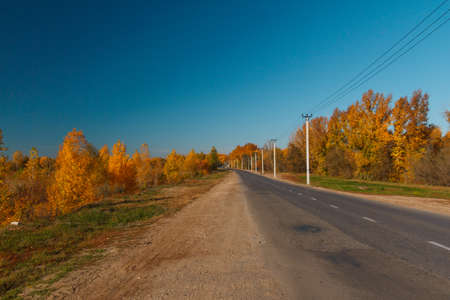 Country road through autumn forest. Country road through forest In yellow foliage.
