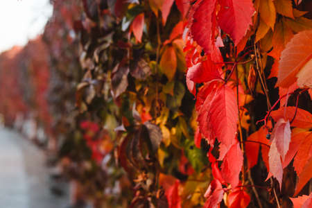 Red grape leaves close-up. Bright sunlight. Autumn natural background.の写真素材