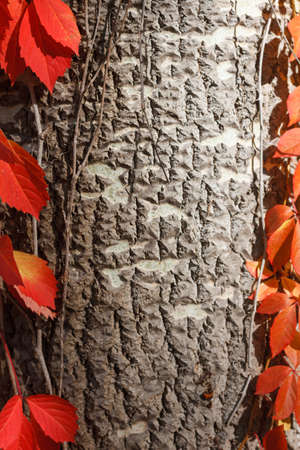Mystical autumn landscape with colored leaves of wild grapes on trunks of trees in the woodsの写真素材